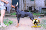 杜宾犬纯种幼犬 出售 赛级血统德国系立耳美系杜宾幼犬可上门挑选