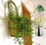桌面阳台室内花卉盆栽绿植千叶吊兰 垂吊常绿植物2盆包邮