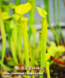 盆栽 食虫植物－黄瓶子草 成体巨大 吃虫最强的食虫植物之一！