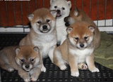 上海出售纯种柴犬幼犬 转让正宗日本柴犬幼犬日系柴犬短毛小型犬