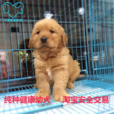 上海出售金毛狗 金毛幼犬出售 金毛宠物狗狗 纯种家养金毛 可上门