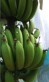 新鲜散装有机水果现割香甜 鲜果 南靖农家香蕉无催熟自家种植特价