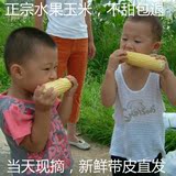 云南新鲜水果玉米 可以生吃的带皮甜脆玉米棒即食农庄有机包邮8斤