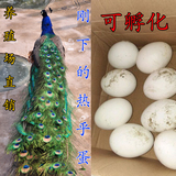 蓝孔雀苗 受精蛋种蛋 观赏鸟 活体 包邮