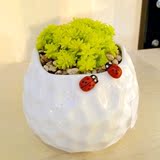 新款创意时尚简约卡通多肉植物畸形盆栽桌面韩式个性可爱陶瓷花盆