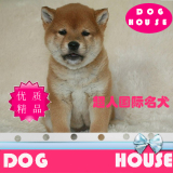 北京犬舍低价出售活体日本纯种柴犬狗幼犬高品质宠物狗出售BJ-13