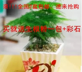 文竹室内花卉绿植小盆栽防辐射真鲜花盆栽植物非常容易栽种可水培