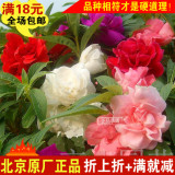 茶花凤仙花的种子小盆栽庭院阳台春秋四季种易种花卉种子原厂正品