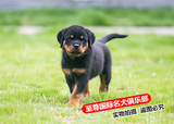 纯种罗威纳 幼犬出售 活体宠物 纯种罗威纳 专业培育 可视频看狗