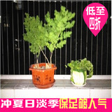 包邮四季长青 蓬莱松盆栽 室内桌面 地面进化空气吸甲醇植物