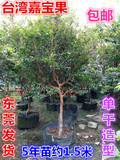 台湾嘉宝果树苗树葡萄苗5年苗单干造型和多枝树形带土带叶发货