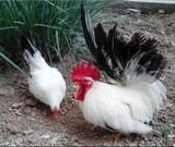 观赏型鸡，正宗太贵白桂种蛋月子鸡，阳台笼养鸡种蛋