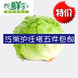 新鲜球生菜 有机西生菜 精品圆生菜 蔬菜沙拉 江浙沪五斤包邮