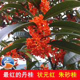 最红的桂花品种 极品丹桂状元红树苗 珍稀红桂朱砂桂 四季红桂花
