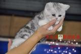重庆名猫繁殖基地 纯种美国短毛猫咪宠物纯种 蓝猫 银渐层银虎斑
