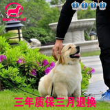 赛级双血统金毛犬纯种幼犬出售 狗狗体格强壮毛量大 高品质宠物狗