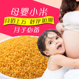 素食猫 小米2015新米小黄米400g东北黄小米新米黄小米杂粮