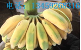 新鲜香蕉 米蕉 不催熟 不打药 1斤8.5块 每片约6斤 6斤起拍
