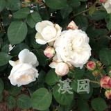 溪园月季玫瑰花苗盆栽小苗 美女比安卡/白菲尔 强香 欧月 勤花