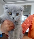 宠物小猫咪纯种英国短毛猫英短蓝猫立耳折耳活体幼猫幼崽宠物猫7