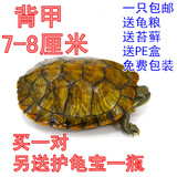 巴西龟彩龟乌龟活体宠物黄金龟巴西龟招财龟6-8cm1只包邮