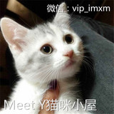 【Meet Y】wcf/cfa注册猫舍美国短毛猫美短加白起司猫