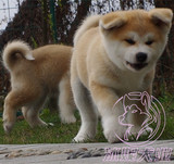 专业犬舍出售秋田幼犬 全国发货 包纯种健康