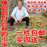 沂蒙山特产黄小米2015新米 农家自产有机月子米小米小黄米 宝宝米