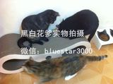 田田猫 创意大型瓦楞纸猫抓板猫玩具猫抓床猫家具磨爪8字猫抓板