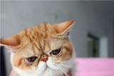 加菲猫宠物猫活体/纯种短毛幼猫幼崽/红白MM母猫妹妹