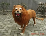 仿真狮子模型 摄影道具 真皮毛仿真动物 1:1狮子王 雄狮