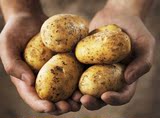 四川巴中特产农家肥生态新鲜带泥土豆洋芋马铃薯五斤现货包邮