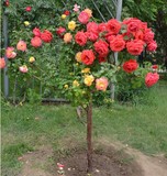庭院阳台盆栽植物 花卉蔷薇玫瑰 大花月季花苗 欧洲树桩树状月季