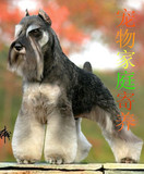 上海浦东新区北蔡周浦丽丽中小型宠物家庭寄养训练可短期长期