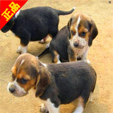 上海出售纯种米格鲁比格犬/三色比格猎犬幼犬/活体中型犬短毛狗/1