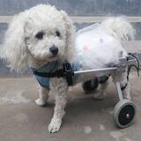 狗轮椅瘫痪狗代步车残疾狗辅助后腿锻炼车断腿狗猫宠物车宠物轮椅