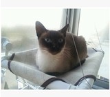 宠物猫吊床/猫床猫窝/玻璃吸盘/窗台飘窗专用