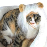 猫咪假发搞笑狮子头套帽子 猫咪变装饰品 猫服饰宠物用品