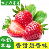 古庄农 现摘现发 新鲜有机水果 奶油草莓350g装 3斤起顺丰包邮