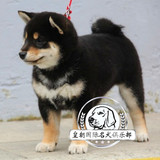 纯种日本柴犬幼犬 出售 黑色日系柴犬宠物狗狗 支持支付宝 可送货