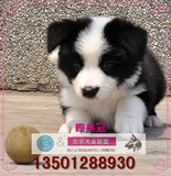 犬舍繁殖边境牧羊犬幼犬出售/纯种健康宠物狗视频北京免费送货S10