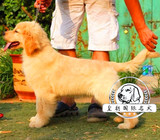 赛级血统金毛犬幼犬 出售纯种金毛活体宠物狗 保健康金毛巡寻回犬