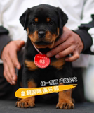 纯种血统德国系罗威纳犬幼犬 出售罗威那犬活体宠物狗 赛级洛威纳