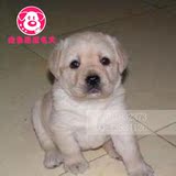 拉布拉多双血统赛级幼犬出售可上门挑选北京及北京周边可送货