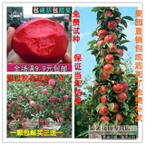 红肉苹果苗苹果树苗嫁接苗红富士南方北方种植盆栽地栽批发果树苗
