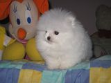 长沙博美犬出售纯种白博美幼犬茶杯犬小体型宠物狗迷你袖珍犬S8