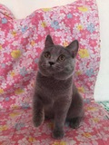 英国短毛猫宠物猫 幼崽蓝猫  纯种蓝猫 英短蓝猫 宠物猫活体公母