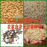 出售农家产纯天然小麦草种子、燕麦、荞麦、大麦、 小米种子