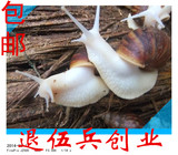 白玉蜗牛/宠物蜗牛活体/学生观察课专用蜗牛/美容蜗牛 包邮热卖