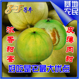 正宗日本甜宝甜瓜种子10克批发高档香瓜浓香超甜老品种薄皮甜瓜籽